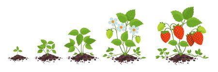 Strawberry plant growth stages. Garden Fragaria development. Harvest animation progression. Berry ripening period vector infographic clipart.のイラスト素材