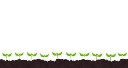 Young plant shoots germination. Seedlings. Green sprout leaves. On the soil. Plants growing in the ground. Agricultural field. Copy space. Horizontal banner.のイラスト素材