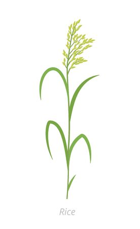 Rice plant. Oryza glaberrima. Oryza sativa. Cereal grain. Vector agricultural illustration. Agronomy clipart.のイラスト素材
