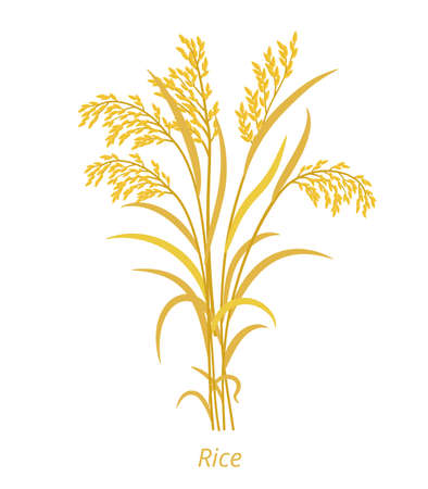Rice plant. Bunch of orange ripe and dry grass. Oryza glaberrima. Oryza sativa. Cereal grain. Vector agricultural illustration. Agronomy clipart.のイラスト素材