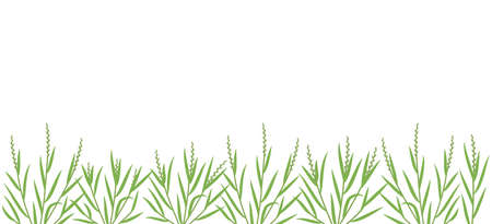 Ryegrass plant green field. Horizontal banner. Fescue grass family poaceae. Lolium. Place for text. Copy space. Agricultural. Vector background. Agronomy clipart.のイラスト素材