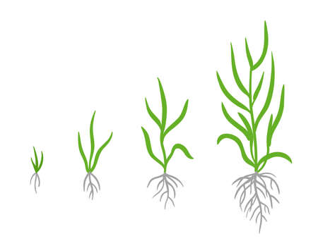 Grass growth stages. Vector infographic clipart. Hand drawn sketch clipart.のイラスト素材