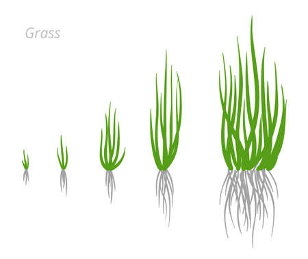 Grass growth stages. Grasses for green lawn. Ripening period. Vector infographic clipart. Hand drawn sketch clipart.のイラスト素材