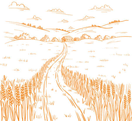 Field road. Rural landscape. Hand drawn sketch. Wheat field track. Countryside village. Cereal harvest. Contour vector line.のイラスト素材