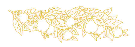 Branch of an orange tree. Leaves and fruits. Garden trees. Hand drawn sketch. Contour vector line. Horizontal banner.のイラスト素材