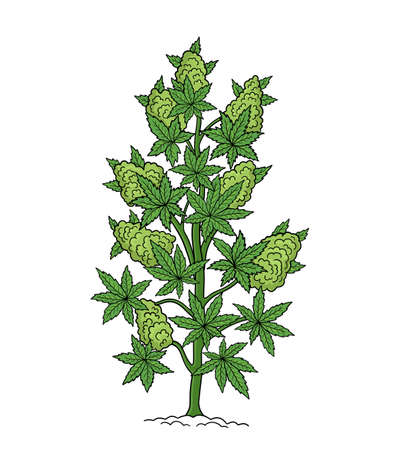 Hemp tree sketch. Cannabis indica. Cannabis ruderalis, or Chanvre, medicinal plant. Hand drawn botanical vector illustration.のイラスト素材