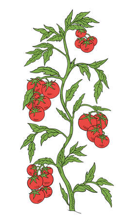 Tomato vegetable plant. Solanum lycopersicum. Vector hand drawn color sketch. Green leaves. Brightly red colored fruits. Fat bush.のイラスト素材