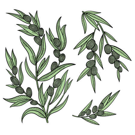 Olive tree branches. Leaves and fruits. Engraved colored vector.のイラスト素材