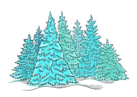 Christmas tree forest sketch. Blue conifer spruce. New year fir-tree postcard. Hand drawn vector.のイラスト素材