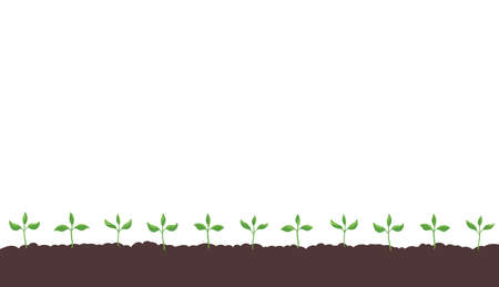 Seedlings germination on the field. Growing young plant. Agricultural shoots. Began to sprout. Spring season soil. Vector. Copy space.のイラスト素材