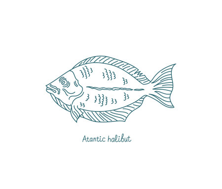 The Atlantic halibut. Hippoglossus hippoglossus. Flatfish of the family Pleuronectidae. Vector contour. Open paths. Editable stroke. Custom line thickness.のイラスト素材