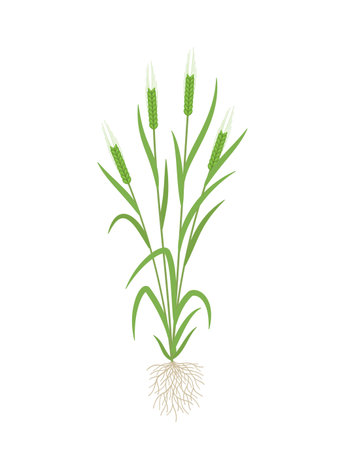 Barley green plant. Multiple stems. Vector illustration.のイラスト素材