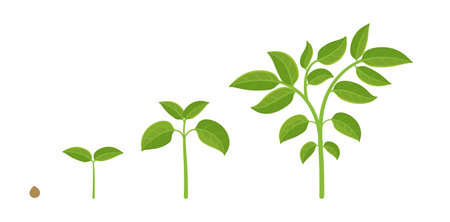 Plant growth stages. Planting vegetables. Vector infographic illustration.のイラスト素材