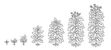 Tobacco plant growing cycle. Growing stages. Harvest progression. Editable outline stroke. Vector line.のイラスト素材