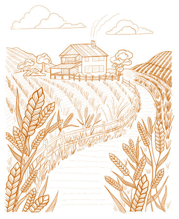 Landscape road to farm. Wheat field. Spikelets of wheat in the foreground. Hand drawn vector sketch.のイラスト素材