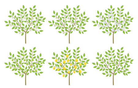 Lemon tree citrus phenological development stages of plants. Budding and flowering. Ripening growth period on a branch. Vector illustration.のイラスト素材