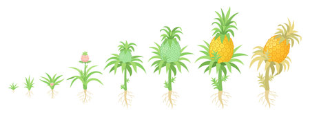 Stages of Growth of a Pineapple Plant. Botanical studies. The life cycle. Vector illustration.のイラスト素材