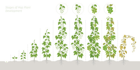 Stages of Hops Growth phenological stages. The life cycle. Vector illustration.のイラスト素材