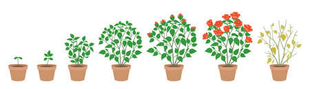 A Potted bush Rose in All Stages of Growth - Vector Illustrationのイラスト素材