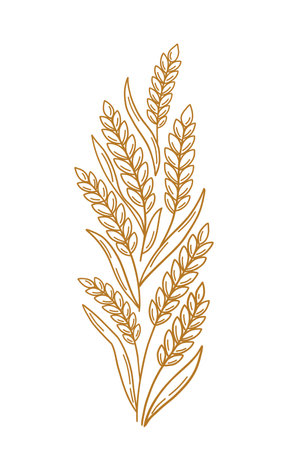 Hand-Drawn Wheat Ornament Element Design - Golden Floral Frameのイラスト素材