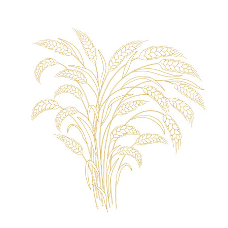 Hand-Drawn Wheat Sheaf Vector Illustrationのイラスト素材