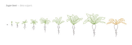 Sugar Beet Growth Stages for Agriculture and Crop Treatmentのイラスト素材