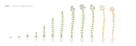 Flax Growth Stages Vector Illustration - Linum usitatissimum Development Cycleのイラスト素材