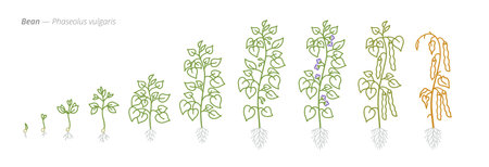 Bean Growth Stages Vector Illustration - Phaseolus vulgaris Development Cycleのイラスト素材