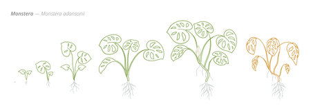 Monstera adansonii Life Stages Illustration for growth managementのイラスト素材