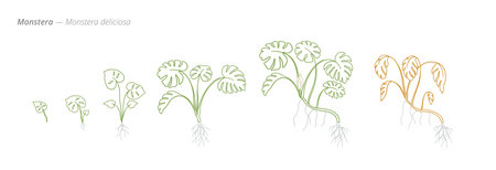 Monstera deliciosa Growth Phases Vector for growth managementのイラスト素材