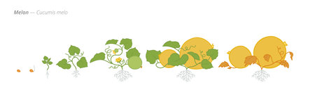 Melon Life Cycle - Botanical Vector Illustration for Agribusiness and Crop Monitoringのイラスト素材