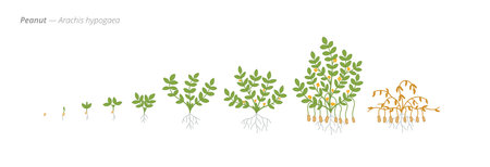 Peanut Life Cycle - Botanical Vector Illustration for Agribusiness and Crop Managementのイラスト素材