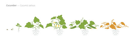 Cucumber Life Cycle - Botanical Vector Illustration for Agriculture and Educationのイラスト素材