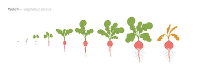 Growth stages of radish plants from seed to harvestのイラスト素材