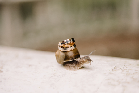 A small snail crawls along the concrete floor with its head sticking out with antennae and carries two gold wedding rings on the seber. Low depth of field, focus on ringsの写真素材