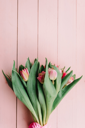 Pion-shaped tulips on a gently pink background. Place for text.の写真素材