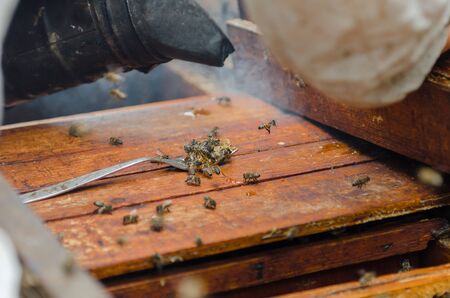 Treatment of bee streets with smoke
