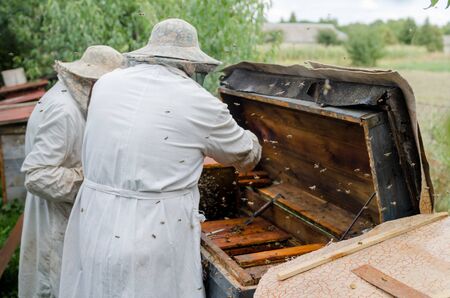 Beekeepers in white robes and protection collect honey from bee-streets