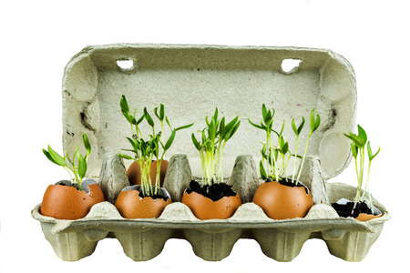 Sprouted shoots of plants in the eggshell, placed in a cardboard box on a white backgroundの写真素材