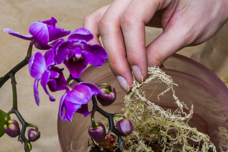 Girl transplant orchid. Focus on hand.の写真素材