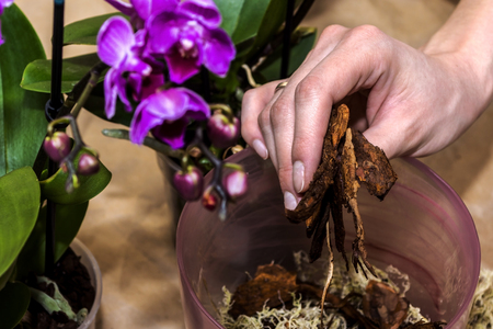 Girl transplant orchid. Focus on hand.の写真素材