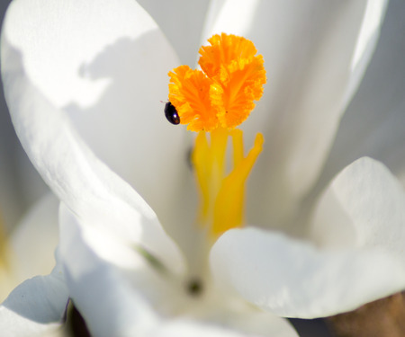 The first spring flowers. Close Up Crocus.の写真素材