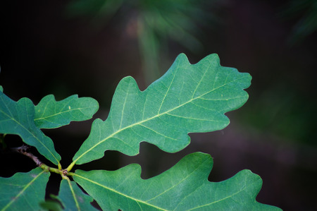 Green oak leaf closeupの写真素材
