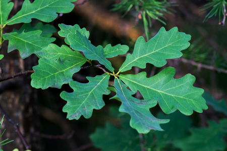Green oak leaves closeupの写真素材