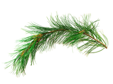 Branch cedar close-up isolated on a white backgroundの写真素材