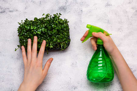 Spraying with water fresh micro green on white backgroundの写真素材
