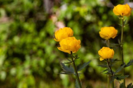 Bright yellow flowers on green blurred background