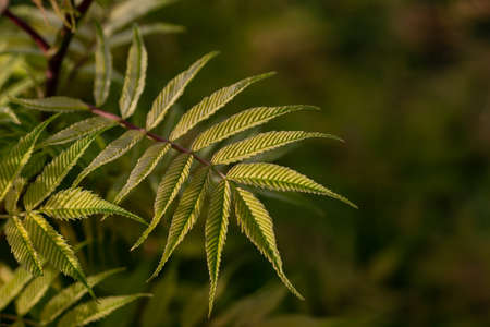 Green leaf on blurred background for copy space