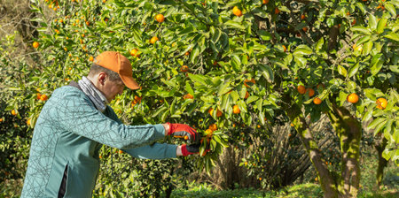 Man in orange cap collects tangerines in green garden
