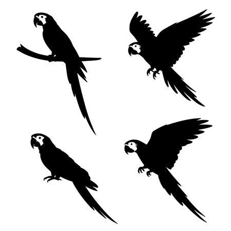 Set of parrots silhouettes isolated on white background. Vector illustration.のイラスト素材